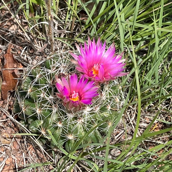 💫🦩LIVE SHARE SHOWS⭐️ Come Hang🌻let’s Sell together🌾🌷 - Picture 5 of 12